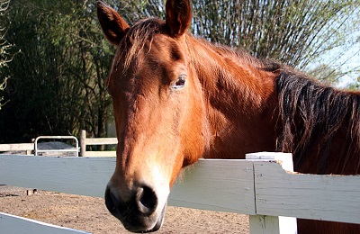 The face of a horse
