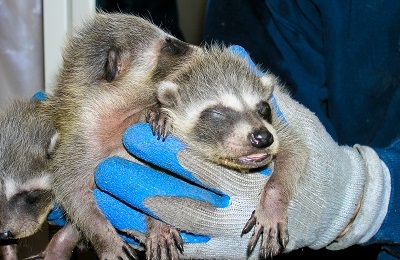 Hands holding three baby raccoons.