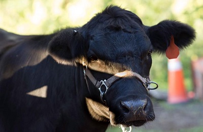 The face of a cow.