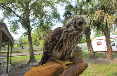 A baby hawk